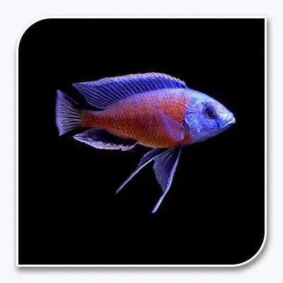 Redfin borleyi cichlid African Lake Malawi hap