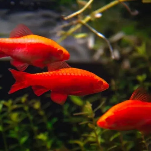 Albino Cherry Barb (Puntius titteya) β pale golden freshwater aquarium fish schooling in a planted community tank.