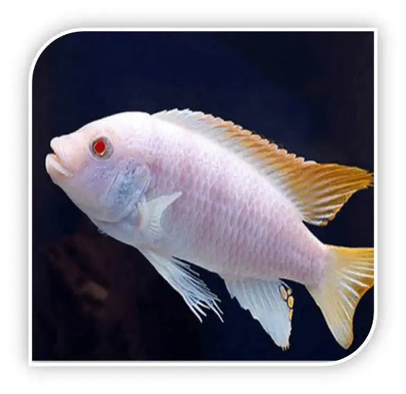 Albino Ice Blue Zebra African cichlid