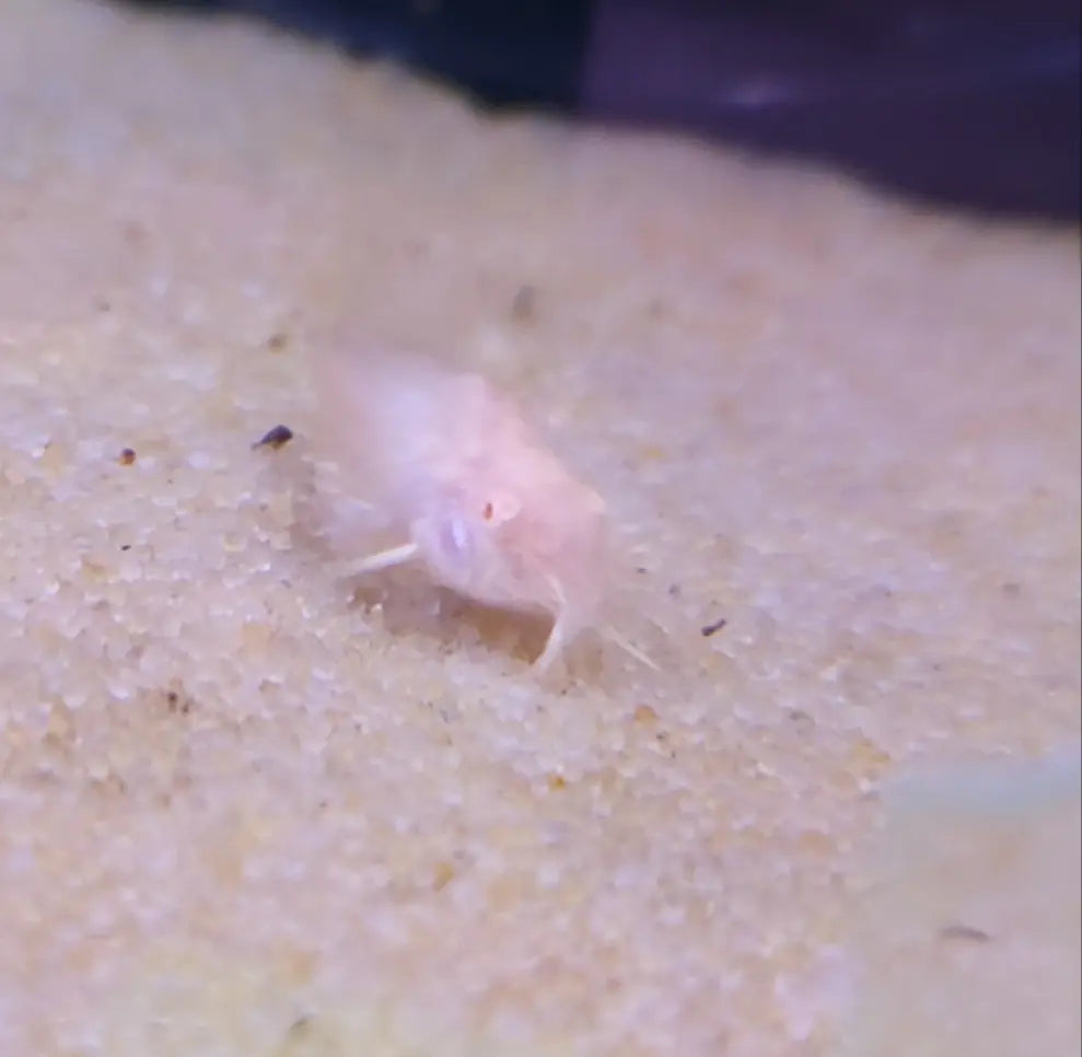 Albino longfin cory catfish