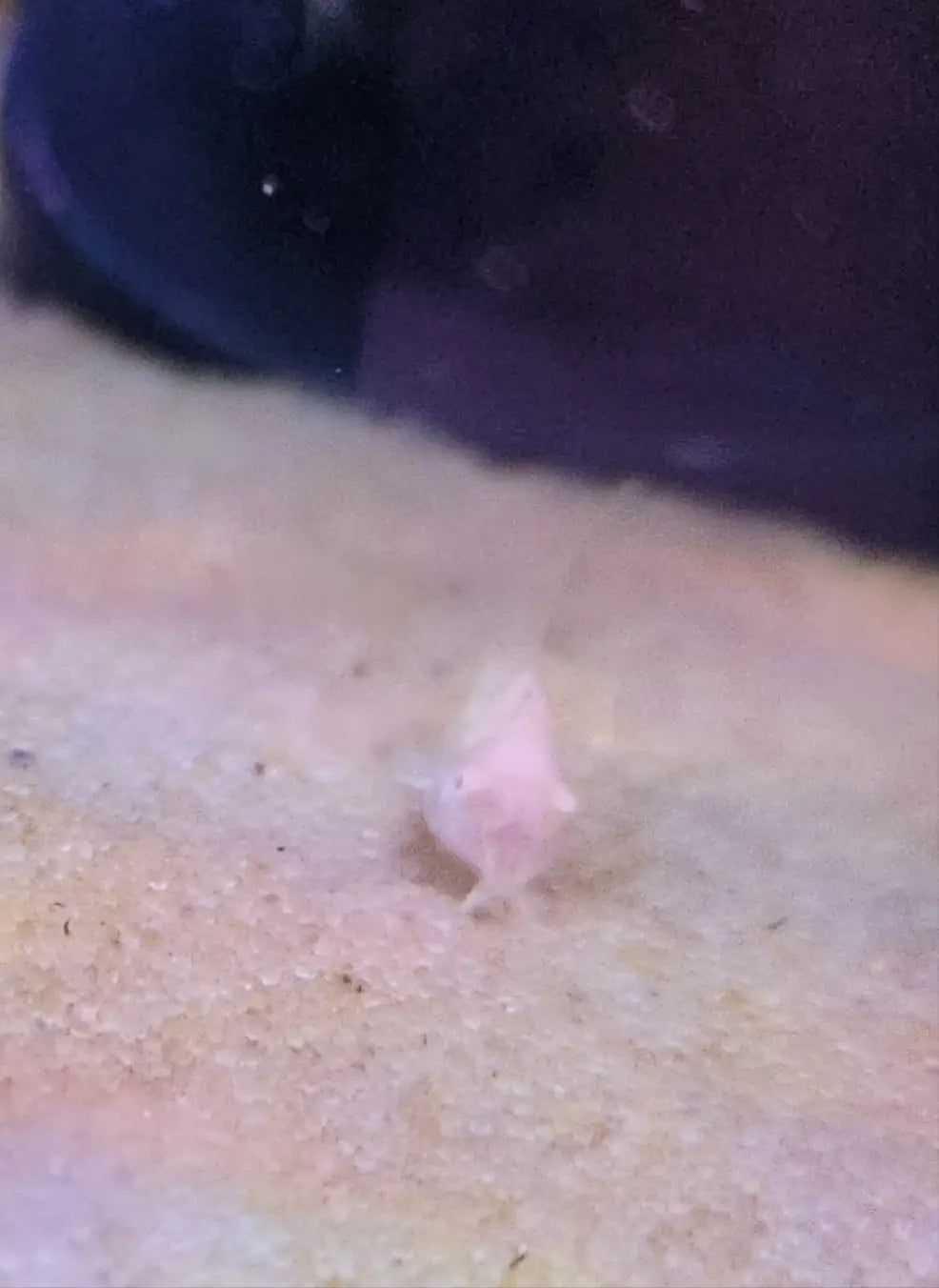 Albino longfin cory catfish