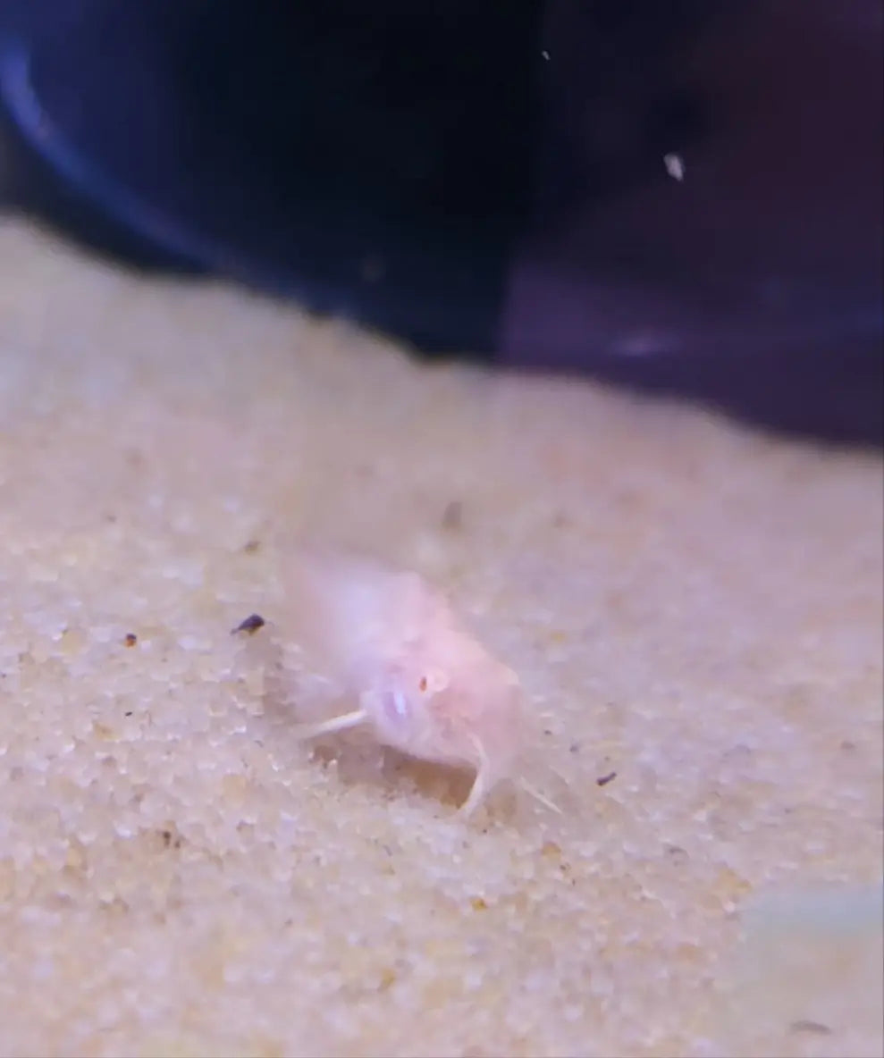 Albino longfin cory catfish