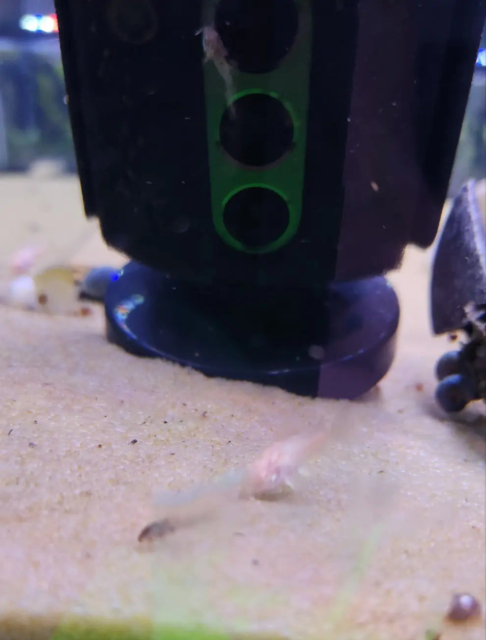 Albino longfin cory catfish