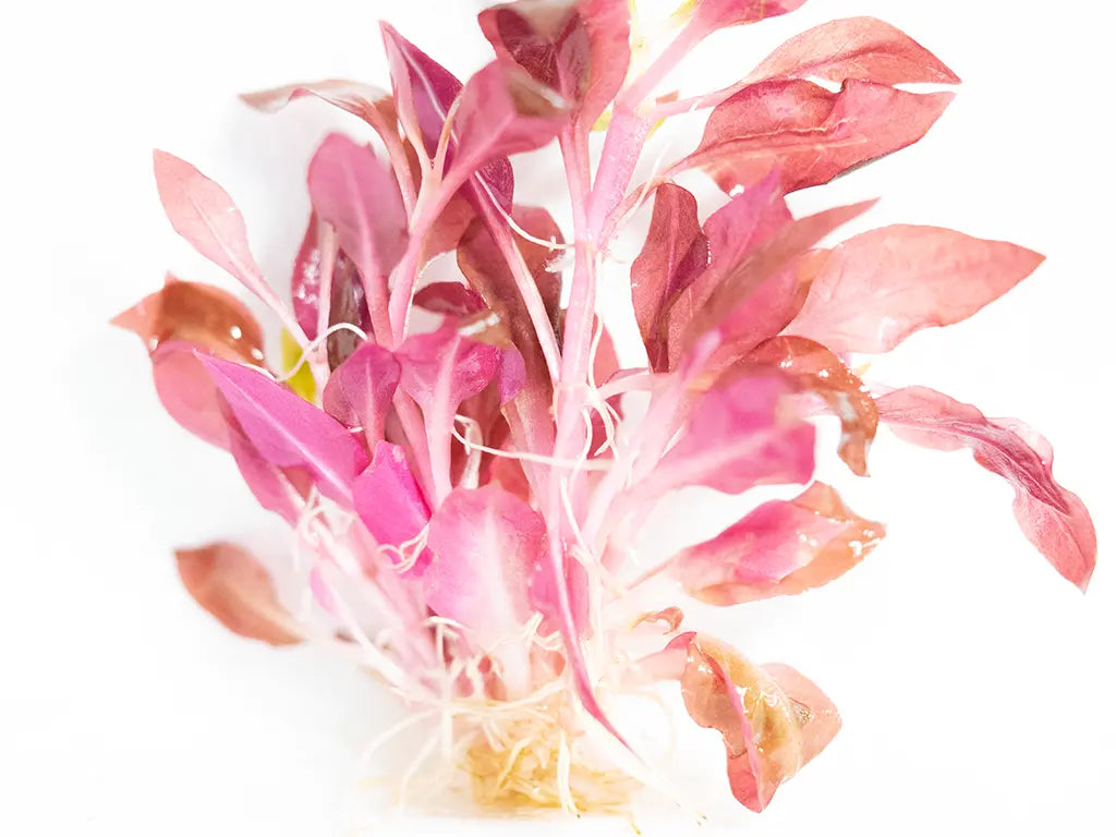 Alternanthera reineckii ˜Mini compact freshwater aquarium plant with vibrant red and pink leaves, used as a midground or carpeting plant in aquascapes