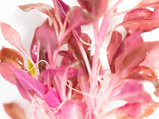 Alternanthera reineckii ‘Mini’ – compact freshwater aquarium plant with vibrant red and pink leaves, used as a midground or carpeting plant in aquascapes