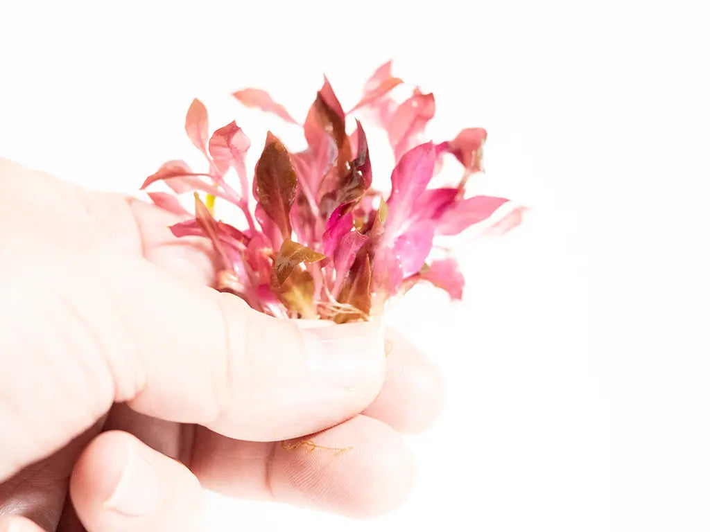 Alternanthera reineckii ‘Mini’ – compact freshwater aquarium plant with vibrant red and pink leaves, used as a midground or carpeting plant in aquascapes