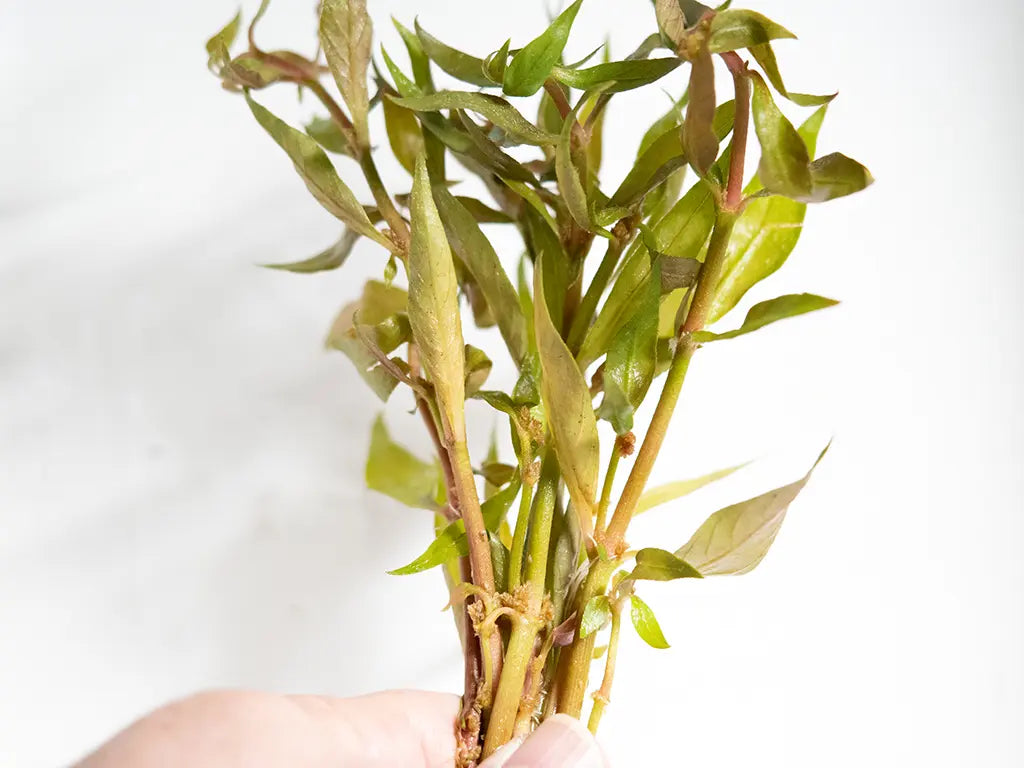 Alternanthera reineckii – vibrant red stem aquarium plant with lush foliage, used as a midground or background feature in freshwater aquascapes.
