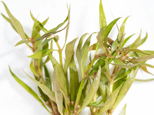 Alternanthera reineckii – vibrant red stem aquarium plant with lush foliage, used as a midground or background feature in freshwater aquascapes.