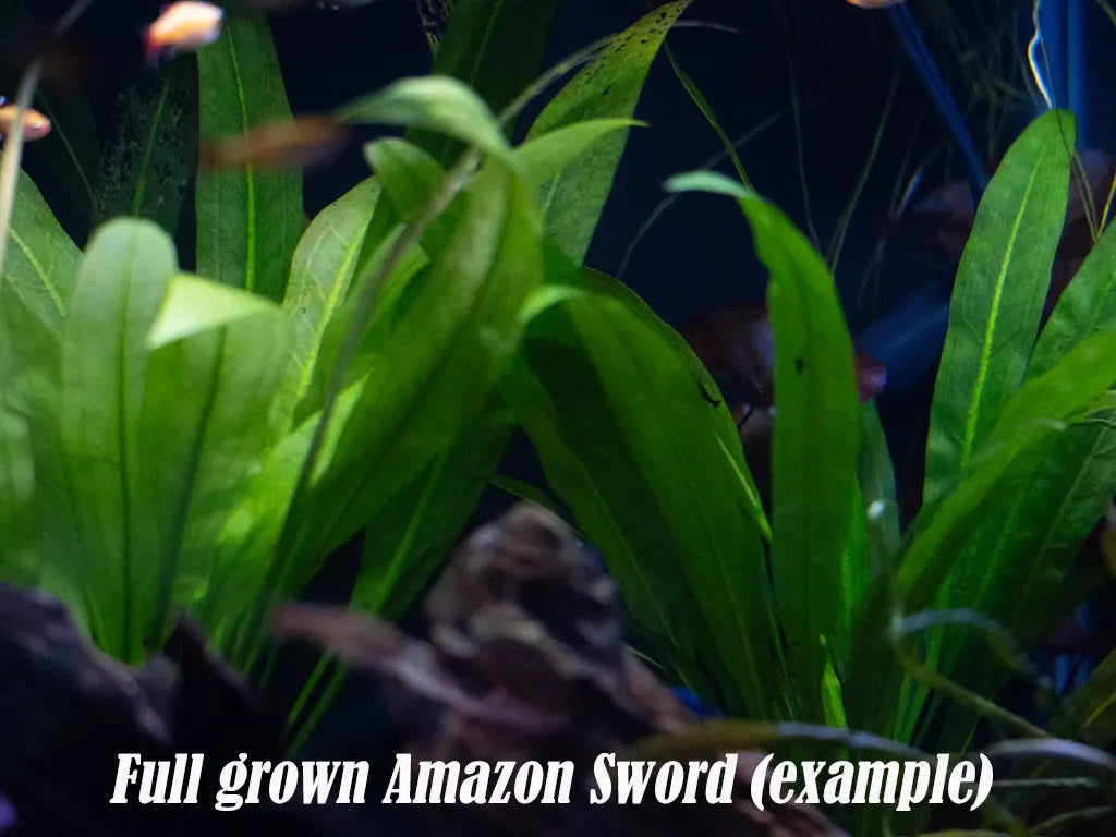 Amazon Sword Plant (Echinodorus bleheri) – large leafy green aquarium plant used as a hardy background centerpiece in freshwater aquascapes