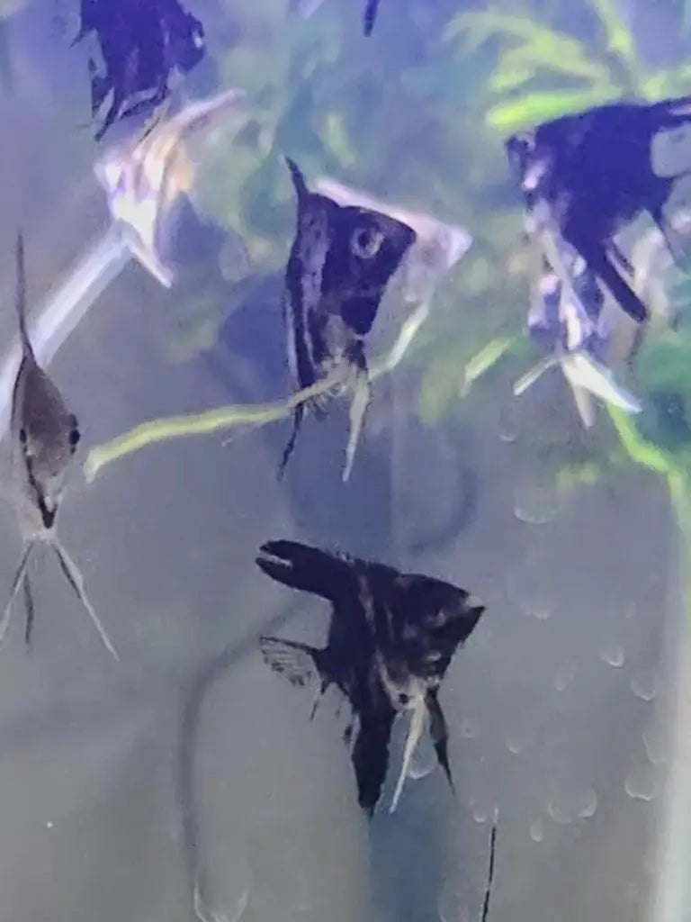 Mixed Angelfish (Pterophyllum scalare) – assorted freshwater angelfish varieties with long fins and vibrant patterns swimming in a planted aquarium.