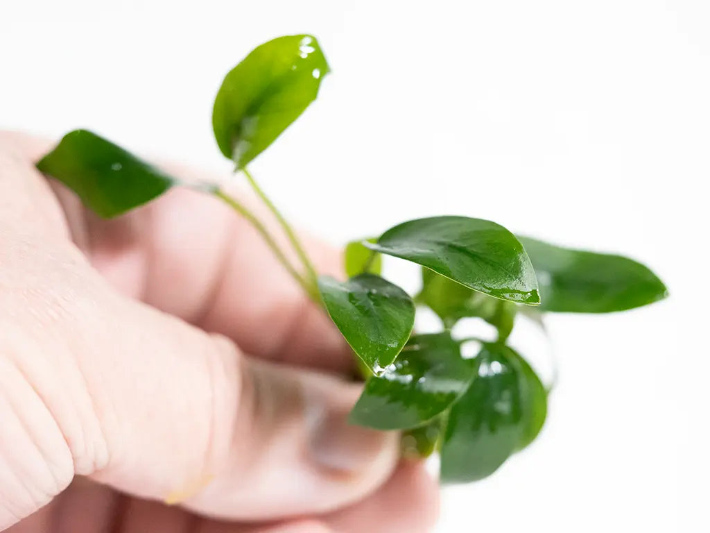 Anubias Bonsai compact aquarium plant with tiny dark green leaves, perfect for nano aquariums, shrimp tanks, and aquascaping.