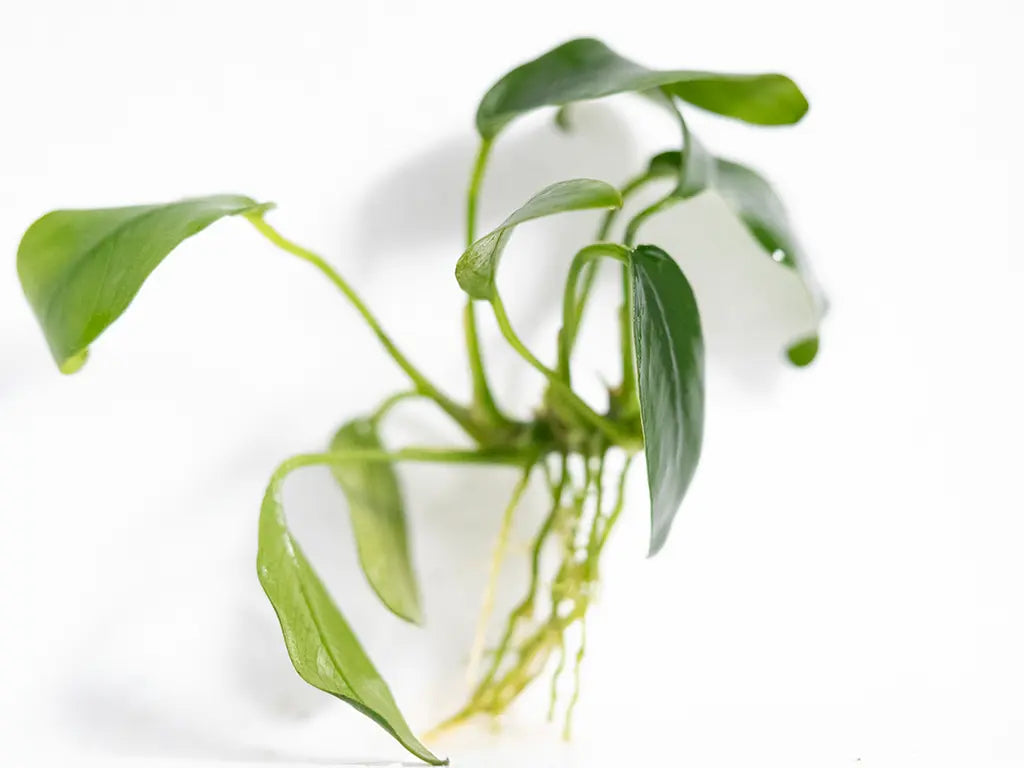 Anubias Bonsai – compact aquarium plant with tiny dark green leaves, perfect for nano aquariums, shrimp tanks, and aquascaping.