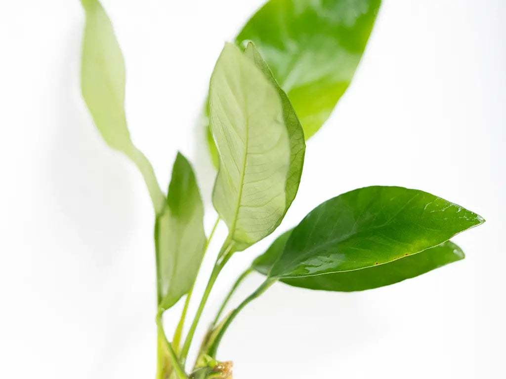 Anubias Barteri Striped plant with patterned leaves in a freshwater aquarium