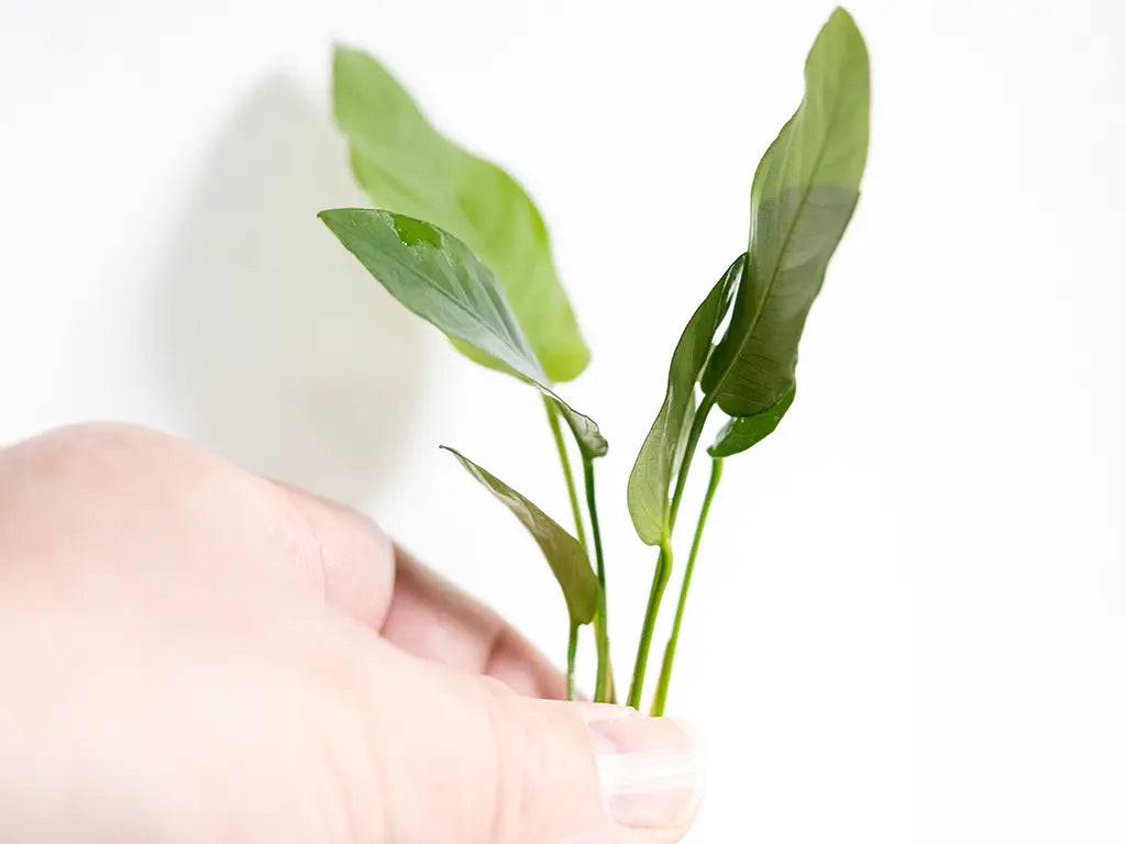 Striped Anubias aquarium plant with bold green leaves