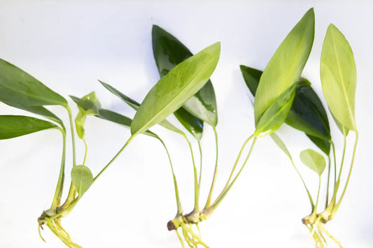 Anubias congensis Broad Leaf – hardy aquarium plant with wide, elongated green leaves, perfect for midground to background aquascaping.