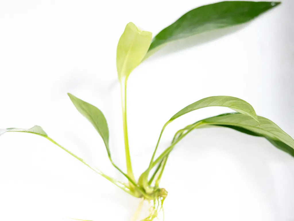 Anubias congensis β tall, spear-leaved green aquarium plant attached to driftwood in a freshwater planted tank.