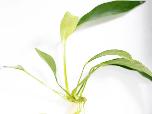 Anubias congensis – tall, spear-leaved green aquarium plant attached to driftwood in a freshwater planted tank.