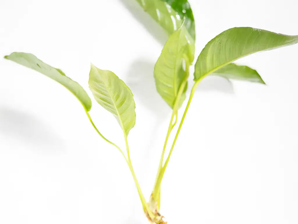 Anubias heterophylla hardy aquarium plant with large dark green leaves, ideal for midground or background placement in freshwater tanks.