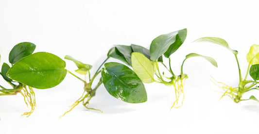 Anubias ‘Golden Nana’ – bright yellow-green aquarium plant with broad leaves attached to driftwood in a freshwater aquascape.
