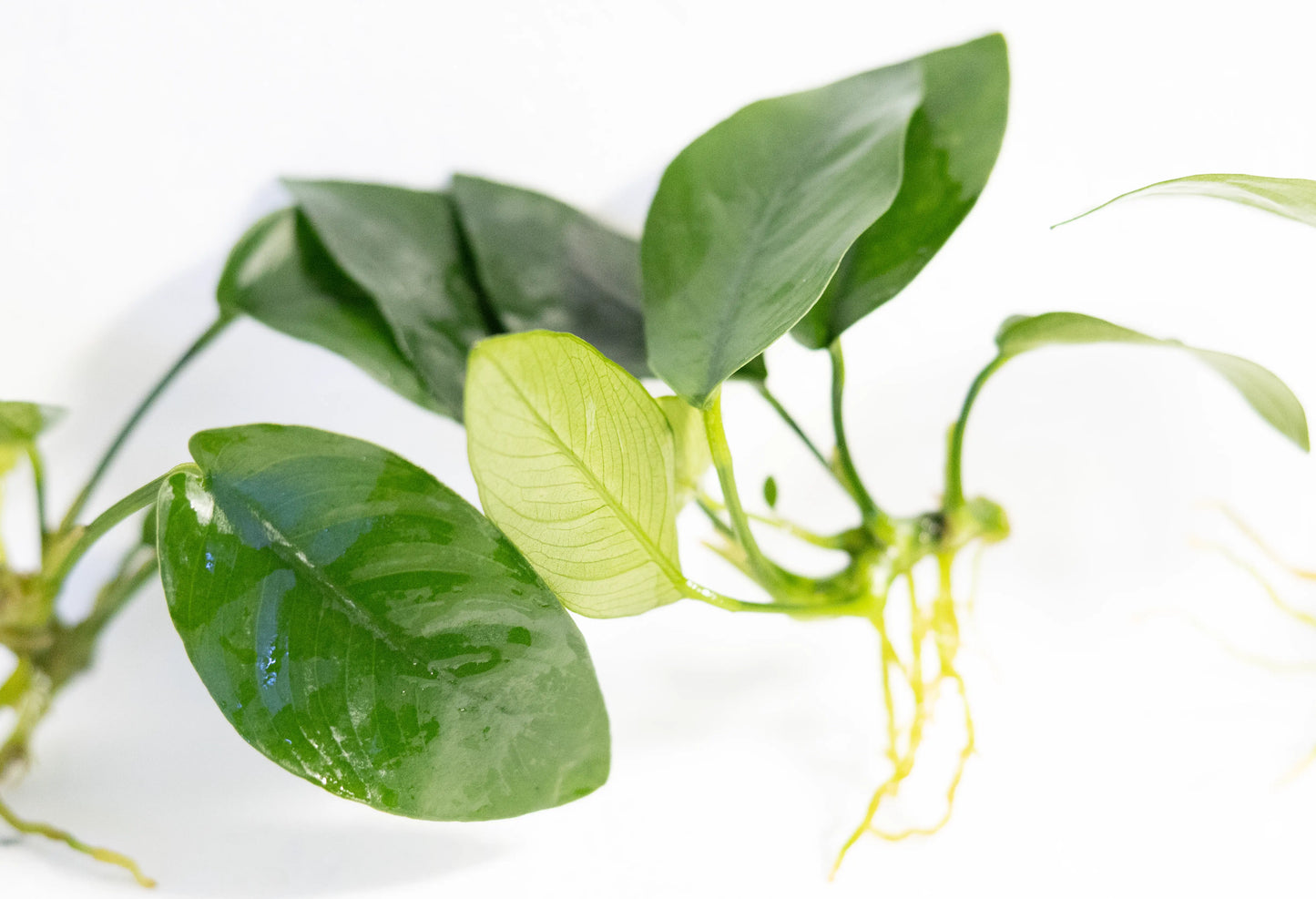 Anubias ˜Golden Nana bright yellow-green aquarium plant with broad leaves attached to driftwood in a freshwater aquascape.
