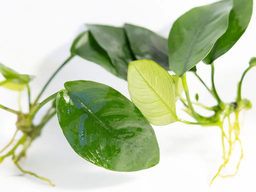 Anubias ‘Golden Nana’ – bright yellow-green aquarium plant with broad leaves attached to driftwood in a freshwater aquascape.