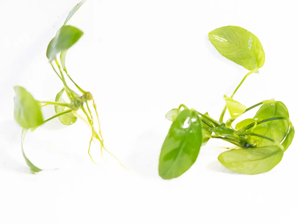 Anubias Paxing aquarium plant in a planted freshwater tank