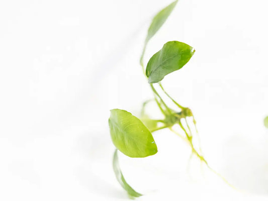 Low-maintenance Anubias Paxing plant for freshwater aquascaping