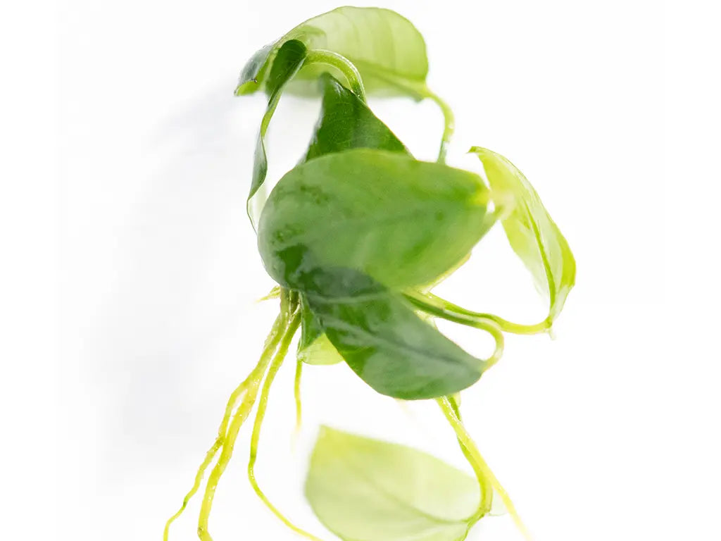 Anubias Nana Paxing compact aquarium plant with green leaves for low-light freshwater tanks and shrimp aquariums.