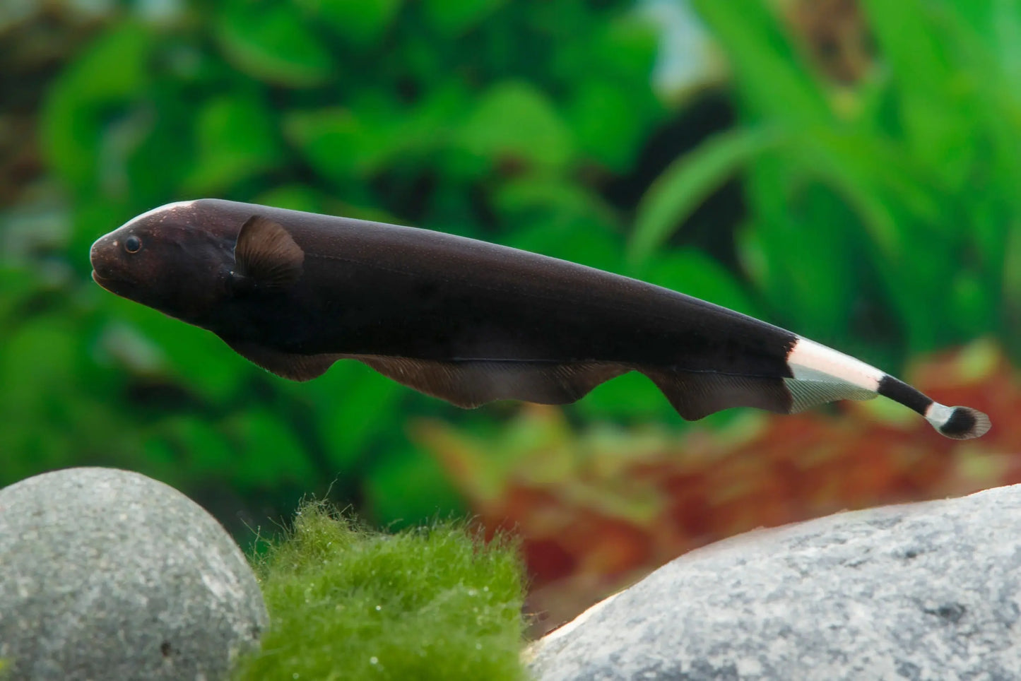 Black Ghost Knife aquarium fish