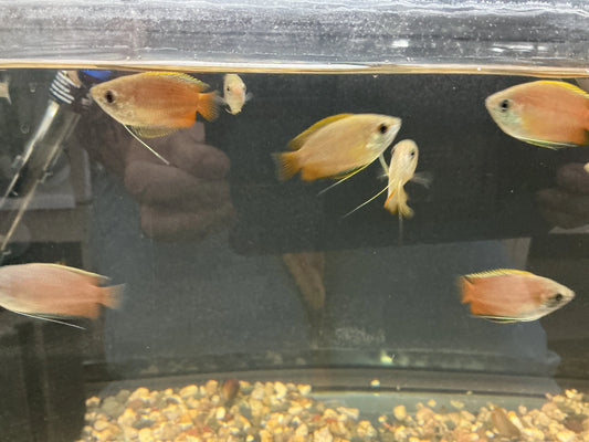 Honey Dwarf Gourami Tropical Treasures Wyo