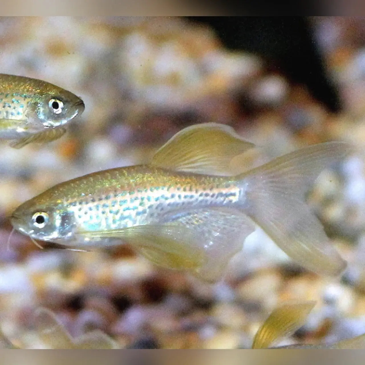 Close-up of a Leopard Danio showing spotted leopard-like body pattern