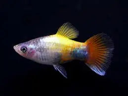 Blue Butterfly Platy (Xiphophorus maculatus) β colorful freshwater livebearer fish with shimmering blue body and butterfly-patterned fins, ideal for community aquariums