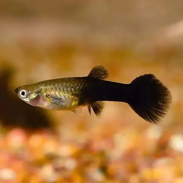 Tuxedo Black Guppy (Poecilia reticulata) β male and female pair with metallic black and colorful tail patterns in a freshwater aquarium.