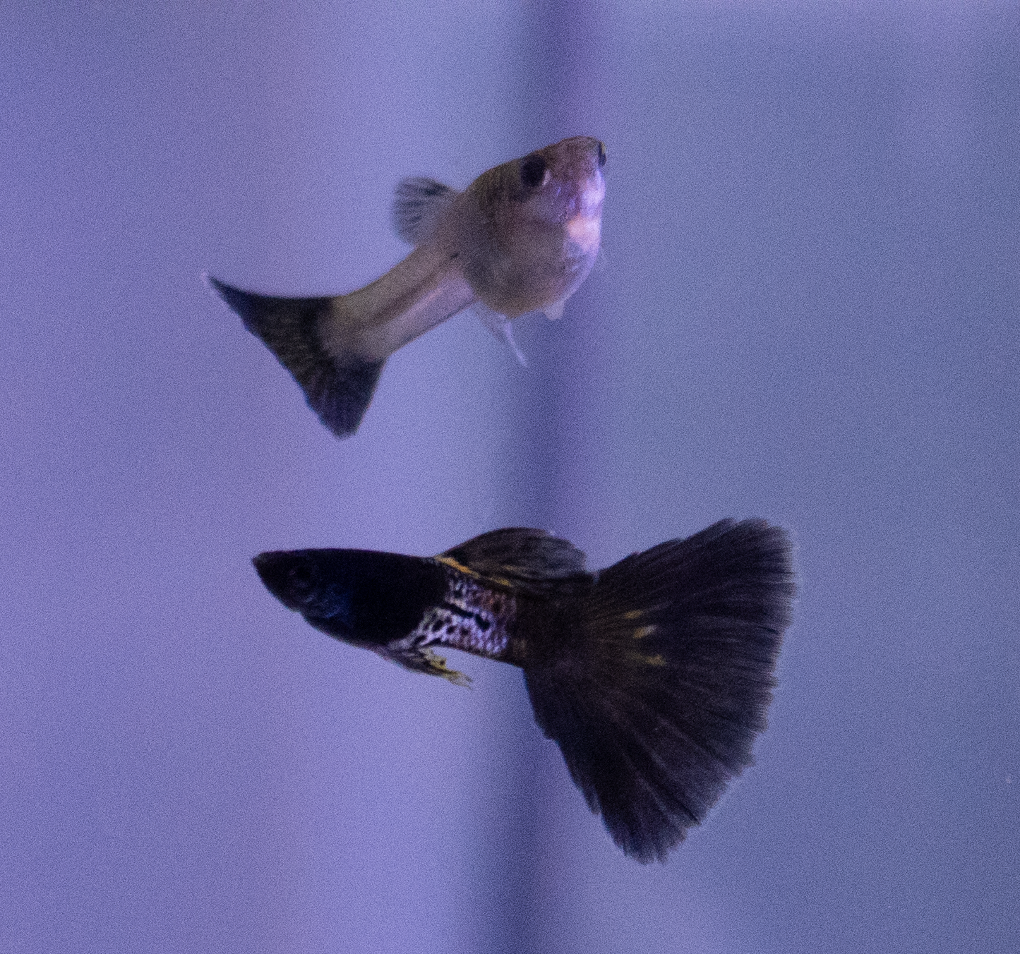 Black metal lace guppy