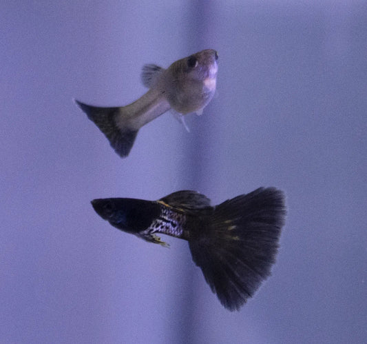 Black Metal Lace Guppy – small freshwater livebearer with metallic lace-patterned black tail and shimmering scales, swimming in a planted aquarium.