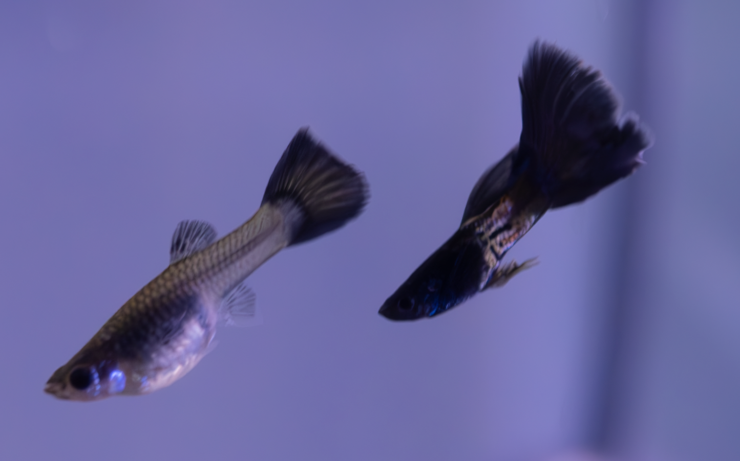 Black Metal Lace Guppy