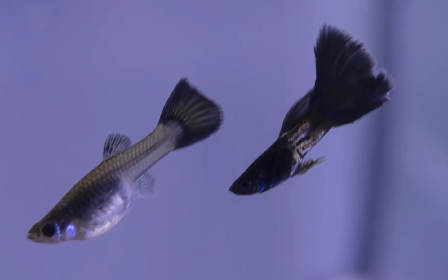 Black Metal Lace Guppy β small freshwater livebearer with metallic lace-patterned black tail and shimmering scales, swimming in a planted aquarium.