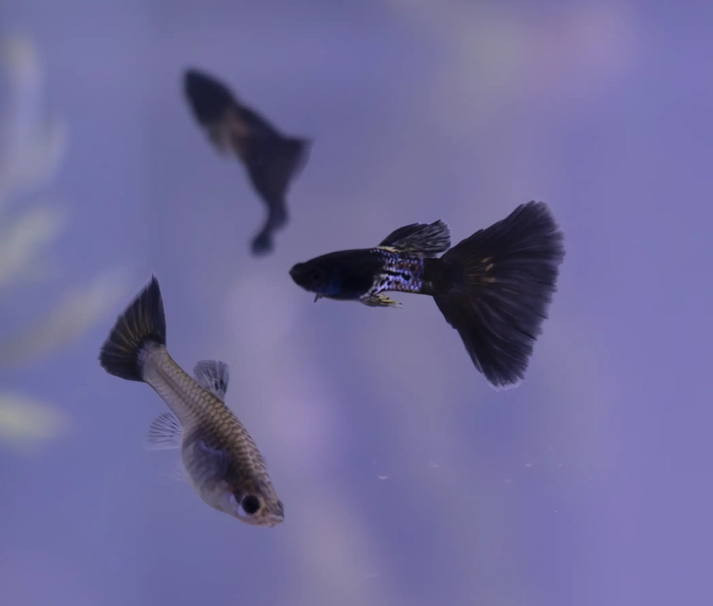 Black Metal Lace Guppy small freshwater livebearer with metallic lace-patterned black tail and shimmering scales, swimming in a planted aquarium.
