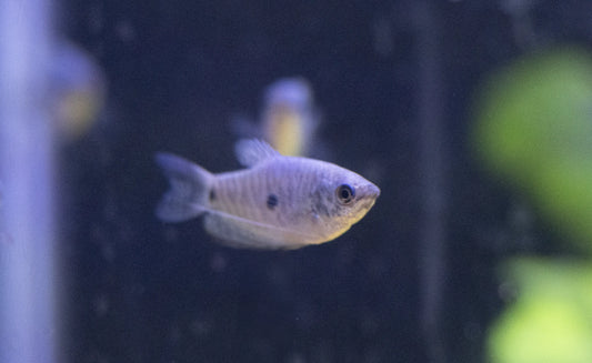 Three Spot Gourami (Trichopodus trichopterus) – hardy freshwater labyrinth fish with two dark body spots, swimming in a planted community aquarium.