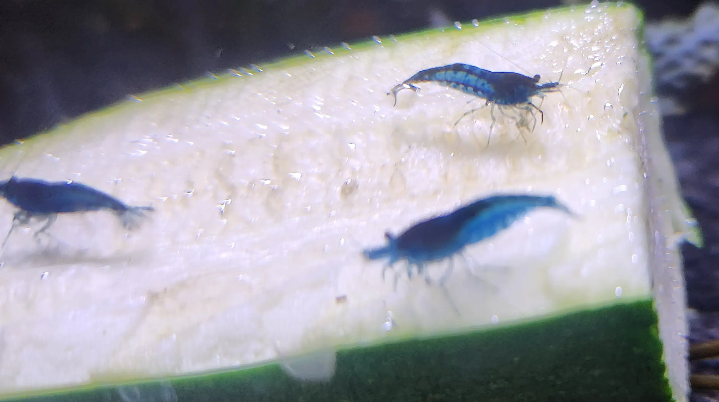 Blue Dream Shrimp with vibrant blue color on green aquarium plants