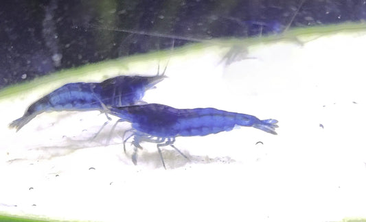 Premium Blue Dream Shrimp for sale – Neocaridina freshwater shrimp