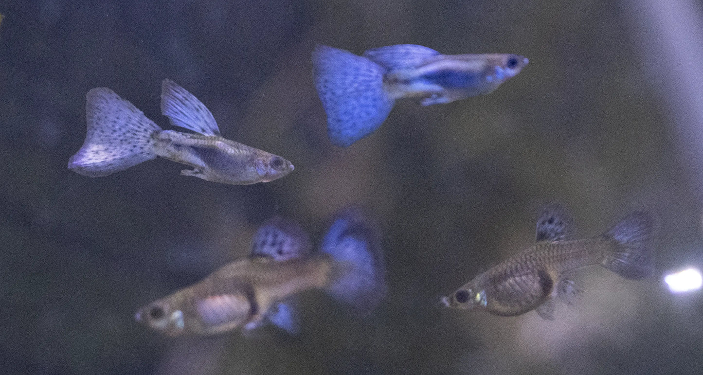 Blue Glass Guppy (Poecilia reticulata) shimmering blue freshwater guppy with translucent fins swimming in a planted aquarium.