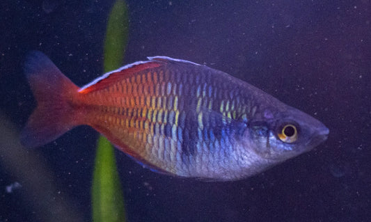 Boesemani Rainbowfish (Melanotaenia boesemani) – colorful freshwater aquarium fish with blue front and orange rear half, schooling in a planted tank.