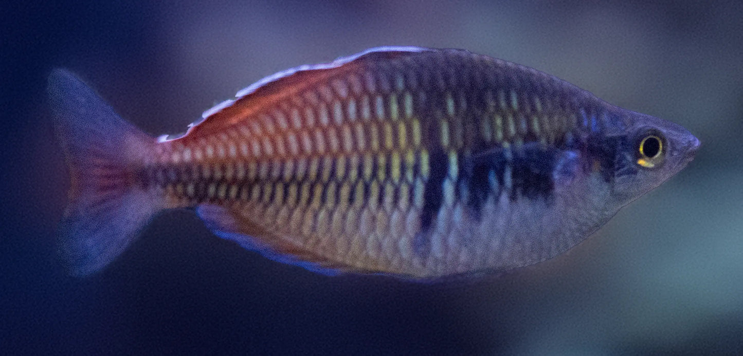Boesemani Rainbowfish (Melanotaenia boesemani) – colorful freshwater aquarium fish with blue front and orange rear half, schooling in a planted tank.