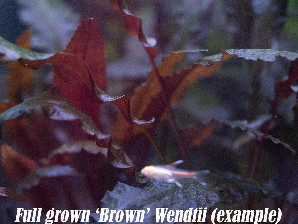 “Cryptocoryne wendtii ‘Brown’ – hardy aquarium plant with bronze leaves, thriving in a low-light planted freshwater aquarium