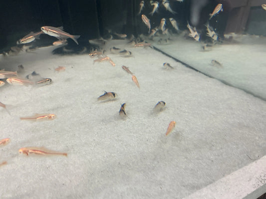 Group of Bandit Corys foraging on fine sand substrate in freshwater tank