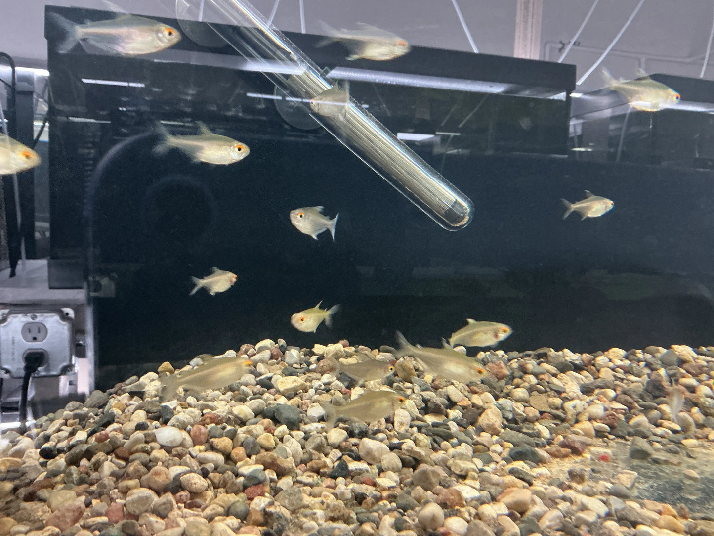 School of Lemon Tetras swimming together in a planted freshwater aquarium