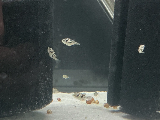 Pea Puffer (Carinotetraodon travancoricus) – tiny 1-inch freshwater pufferfish with round body and bright eyes, swimming in a planted aquarium.