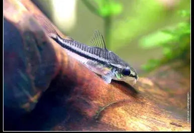 Pygmy Corydoras (Corydoras pygmaeus) β tiny nano catfish swimming in a planted freshwater aquarium, peaceful schooling bottom dweller.