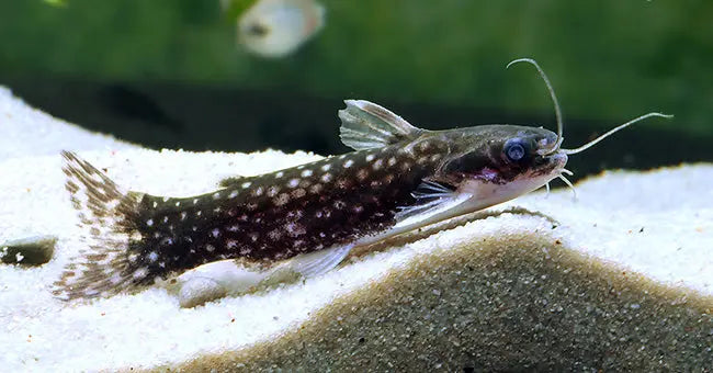 Milky Way Woodcat Live Freshwater Catfish